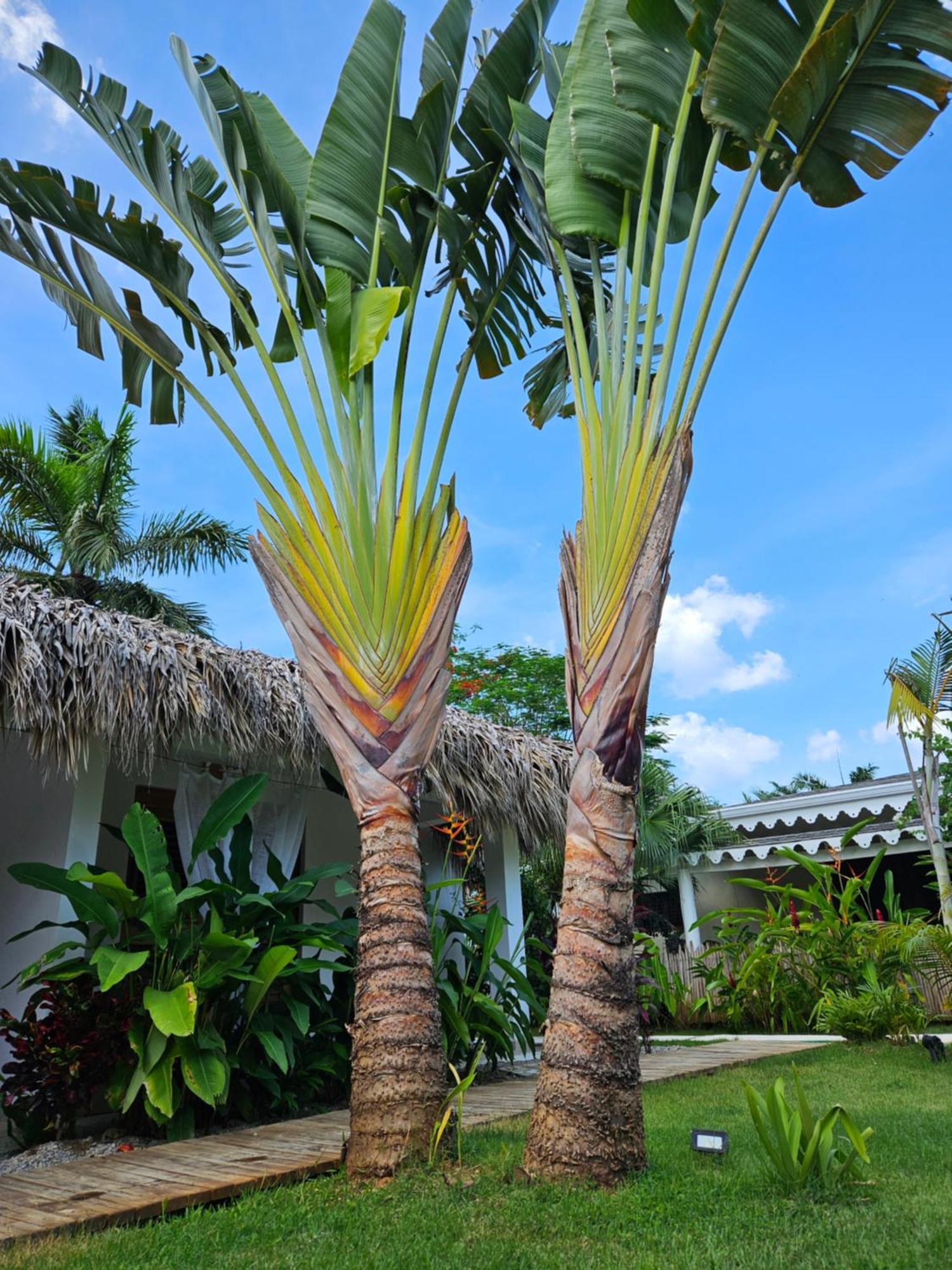 Casa Shambala B&B Las Terrenas Ngoại thất bức ảnh