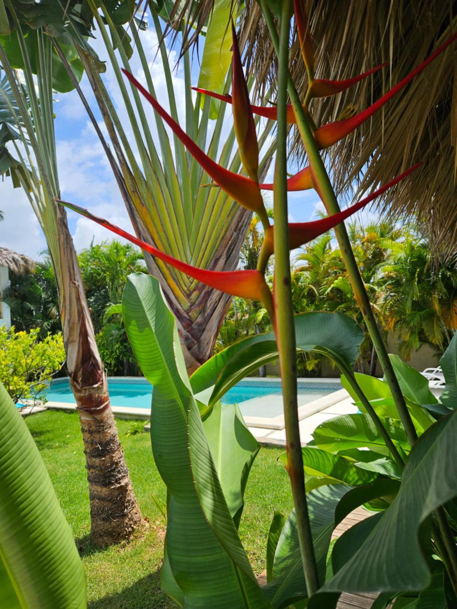 Casa Shambala B&B Las Terrenas Ngoại thất bức ảnh